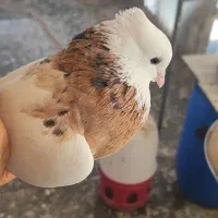 طوقی هفت رنگ|پرنده|اقبالیه, |دیوار