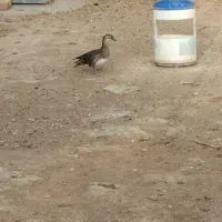 قوغاز
