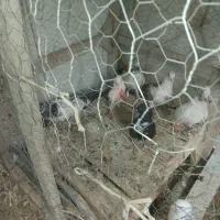 کفتر|پرنده|رزن, |دیوار