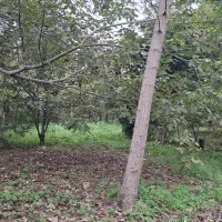 فروش زمین