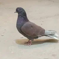 ۸عدد‌کبوتر|پرنده|بروجن, |دیوار