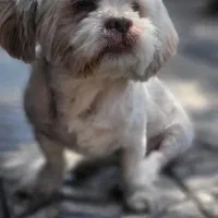 سگ گمشده خیابان فلسطین شرقی|حیوانات|قزوین, |دیوار