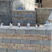 کبوتر تهرانی و ساده پر|پرنده|دامن, |دیوار