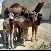 شیرشتر|خوردنی و آشامیدنی|قم, زاویه|دیوار