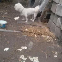 سگ پاکوتاه|سگ|املش, |دیوار