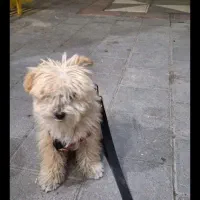 سگ شیتزو فلت  بلوند