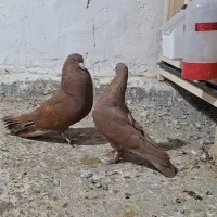 کفتر کبوتر جفت سرخ کرمونی