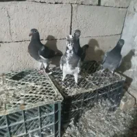 ۶عدد جوجه ابلق مگسی