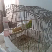 دو جفت مرغ عشق|پرنده|خرمشهر, |دیوار