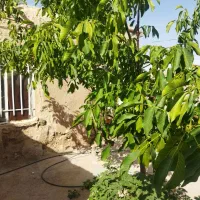 زمین کلنگی در روستای سرآسیاب 45کیلو متری چناران