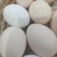 تخم مرغ محلی