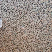 لوبیا|عمدهفروشی|دره شهر, |دیوار