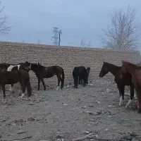 حراجی بانک اسب|اسب و تجهیزات اسبسواری|مشهد, شهرک صنعتی توس|دیوار