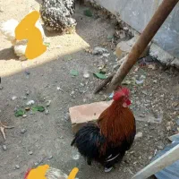 مرغ وخروس کوشین