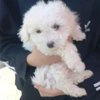 سگ آپارتمانی پودل