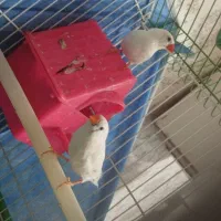 فنچ جفت خورده رو تخم