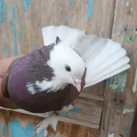 کبوتر شازده|پرنده|ماهنشان, |دیوار