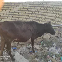 حویزه یزده نو
