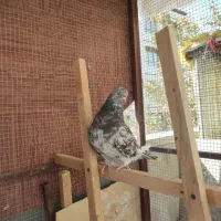 کبوترسورورانباری|پرنده|تهران, نازیآباد|دیوار