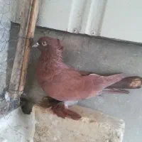 5 عدد کبوتر تزیینی|پرنده|قم, سربخش|دیوار