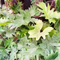 گل برگ انجیری