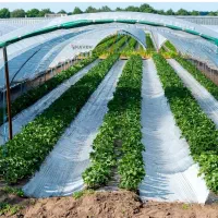 سوله  تولید گیاهان گلخانه ای