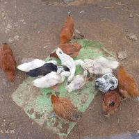 نیمچه گلپایگانی کاکلی و نیمچه اردک پکنی|حیوانات مزرعه|ماکلوان, |دیوار