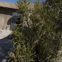 گل و کاکتوس|گل و گیاه طبیعی|برازجان, |دیوار