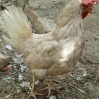 فروش مرغ و خروس سفید