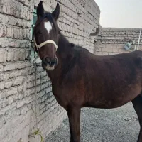 اسب کرد|اسب و تجهیزات اسب‌سواری|مرند, |دیوار