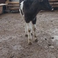 گوساله نر (گاو )