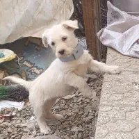 سگ پاپی زرنگ|سگ|تربتحیدریه, کلاته توکلی|دیوار