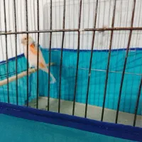 قناری نر وماده