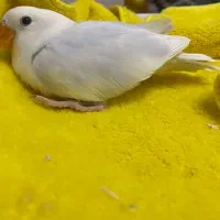 جوجه طوطی برزیلی رنگ فوق خاص