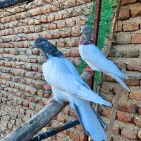 سپه نر و ماده|پرنده|اردبیل, |دیوار