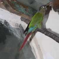 سه فرد گرینچیک