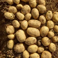 خرید و فروش سیب زمینی