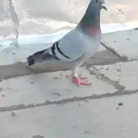 کبوتر مسافتی|پرنده|خسروشاه, |دیوار