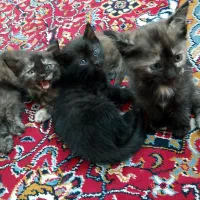 گربه خانگی|گربه|مشهد, شهرک رازی (شهرک غرب)|دیوار