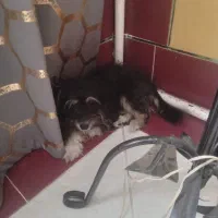 فروشی|سگ|مهدی شهر, |دیوار