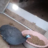 مرغ شاخدار سیساک|حیوانات مزرعه|هادی شهر, |دیوار