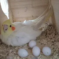 چهارعدد عروس هلندی زیبا|پرنده|قائمشهر, |دیوار