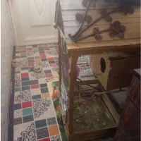 عروس هلندی نر و ماده