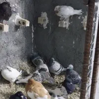 کبوتر|پرنده|شیروان (خراسان), |دیوار