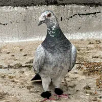 سوسکی عطیقه
