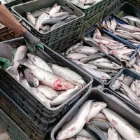 فروش ماهی قزل آلا سفید