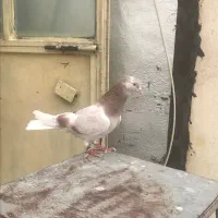 کفتر|پرنده|مشکین‌دشت, |دیوار