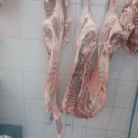 نیازمند نیروی کار در پروتئینی مرغ کار و صندوقدار