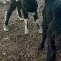 یه جفت بره نره و ماده