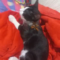 گربه